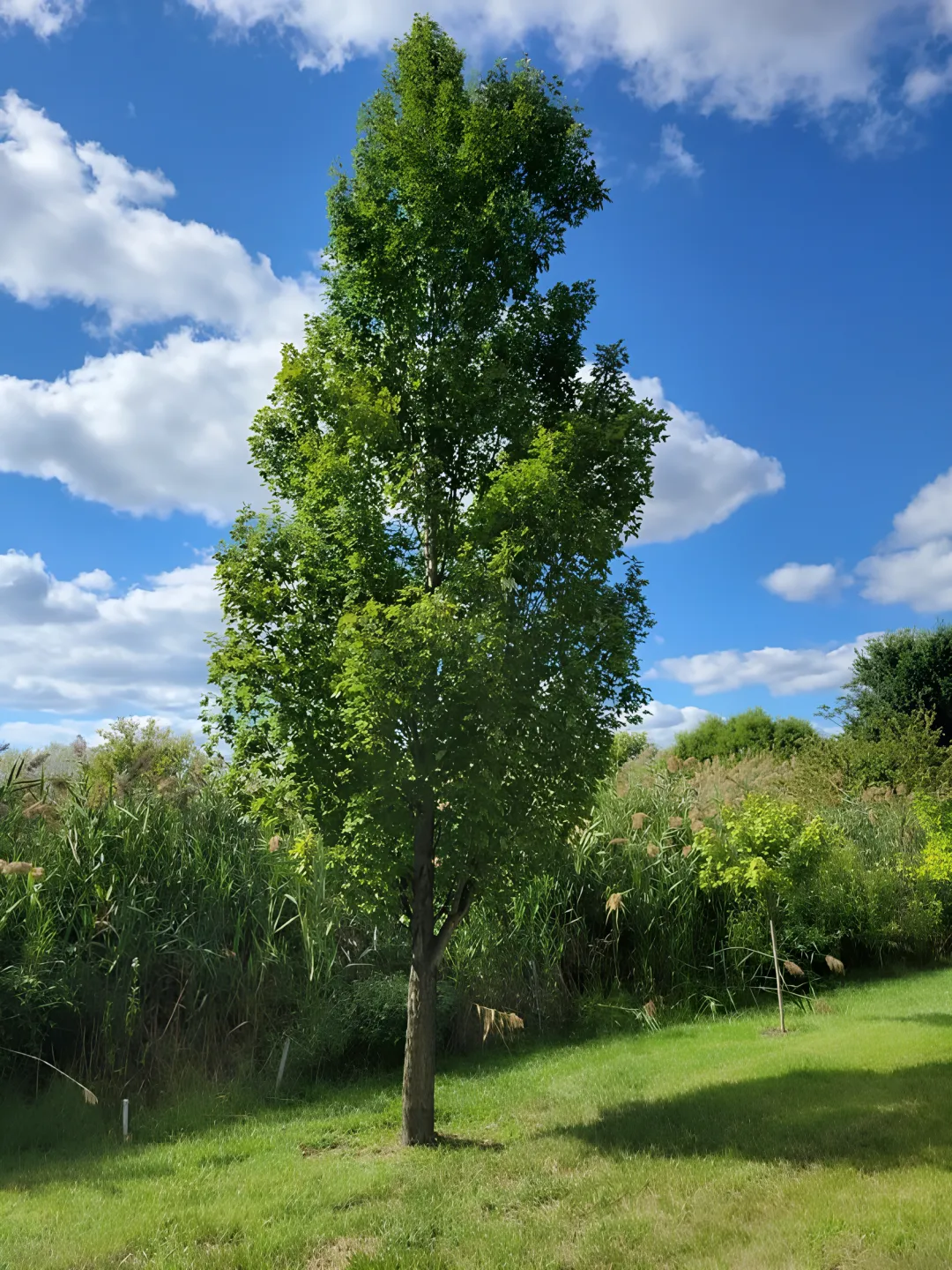 Residential Landscaping