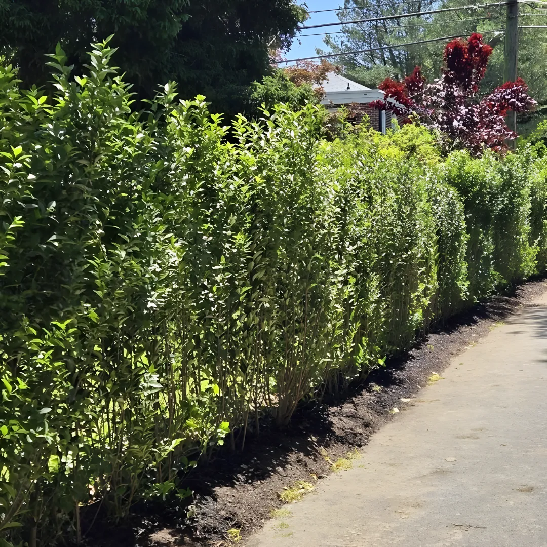 Privet Shrubs for Sale