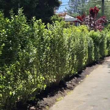 Ligustrum ovalifolium, Privet