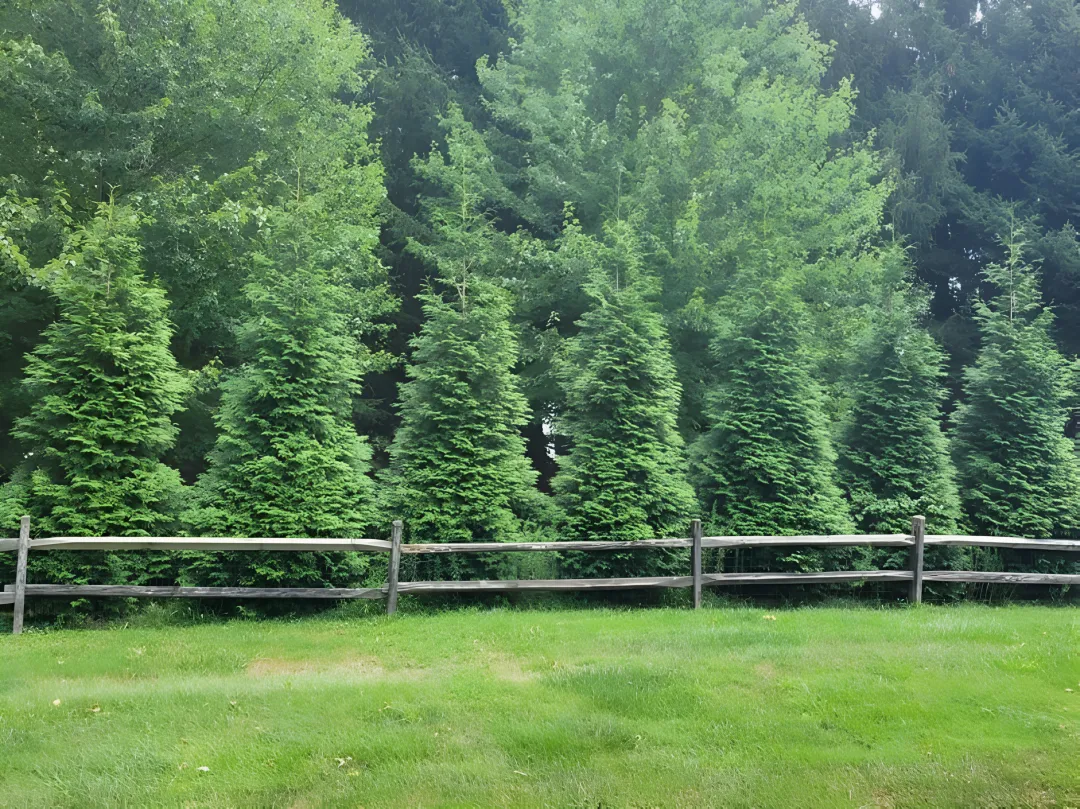 Thuja plicata, 'Green Giant' Arborvitae | Arborvitae Trees for Sale Online