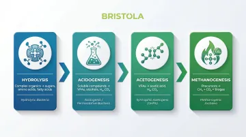 Four-stage anaerobic digestion process flow from hydrolysis to methanogenesis