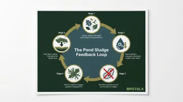 Pond sludge oxygen depletion feedback loop five-stage cycle infographic