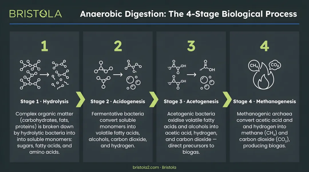 4-stage anaerobic digestion biological process flow from hydrolysis to methanogenesis