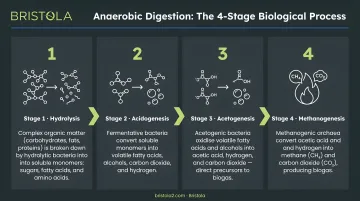 4-stage anaerobic digestion biological process flow from hydrolysis to methanogenesis