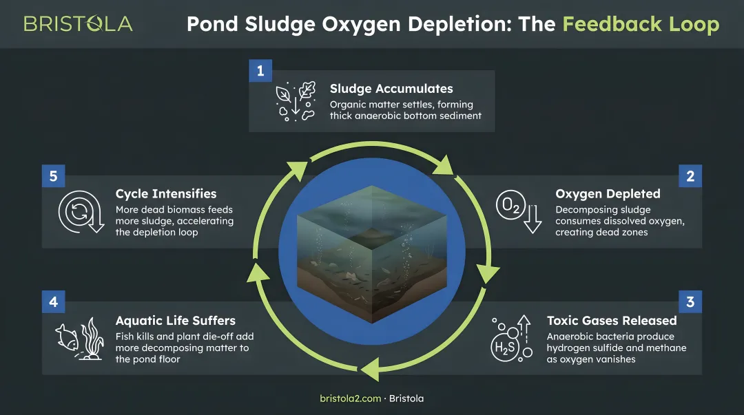Pond sludge oxygen depletion feedback loop five-stage cycle infographic
