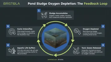 Pond sludge oxygen depletion feedback loop five-stage cycle infographic