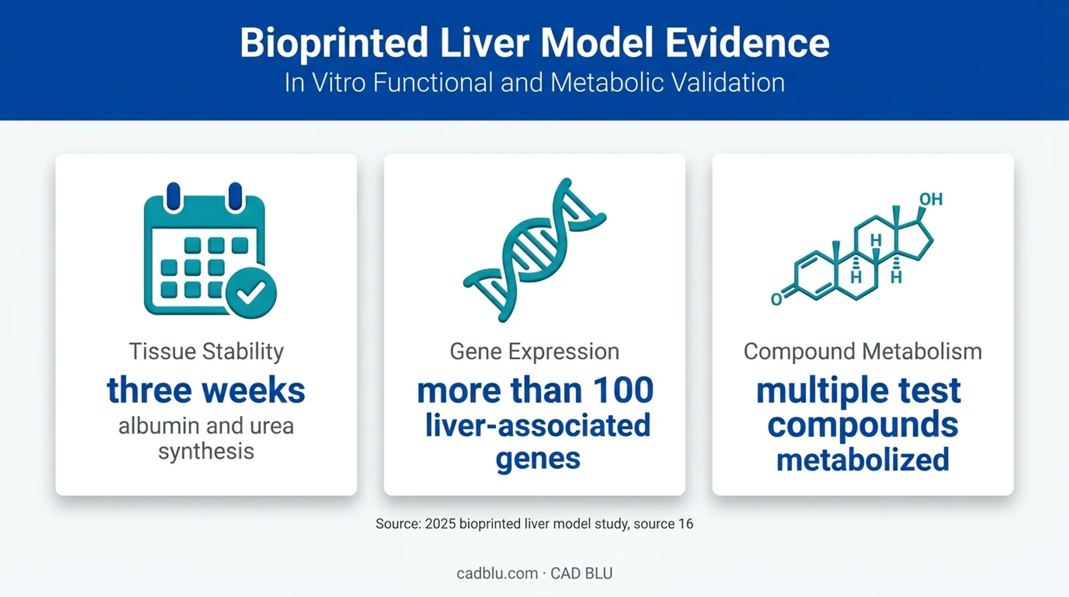 Bioprinted liver model study results and pharmacology testing metrics