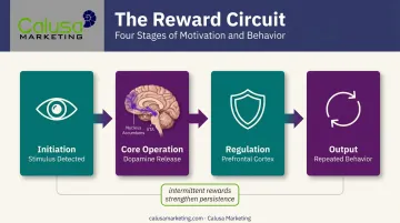 4-stage brain reward circuit process from stimulus to reinforced behavior