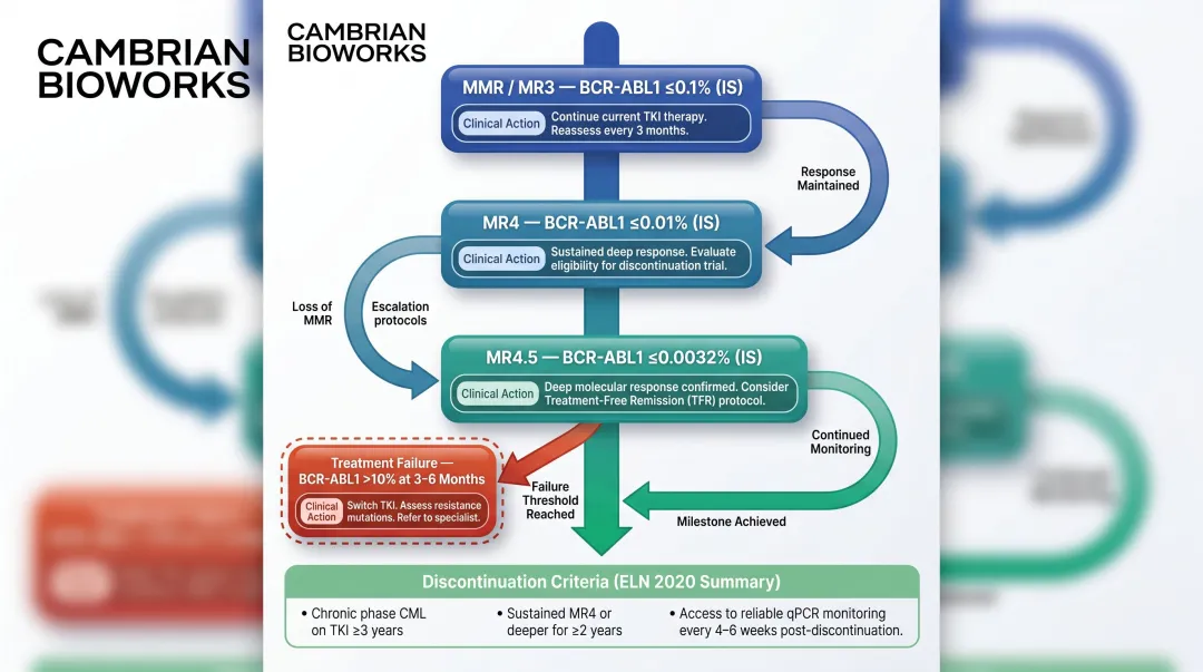 CML molecular response milestones and treatment decision framework ELN guidelines infographic