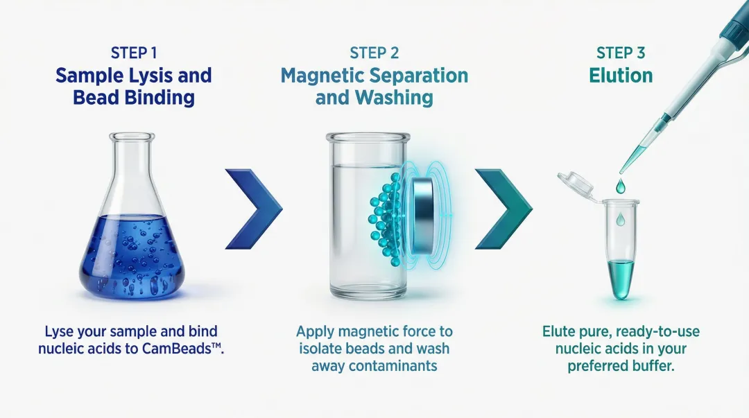 Three-step CamBeads magnetic bead nucleic acid extraction process flow diagram