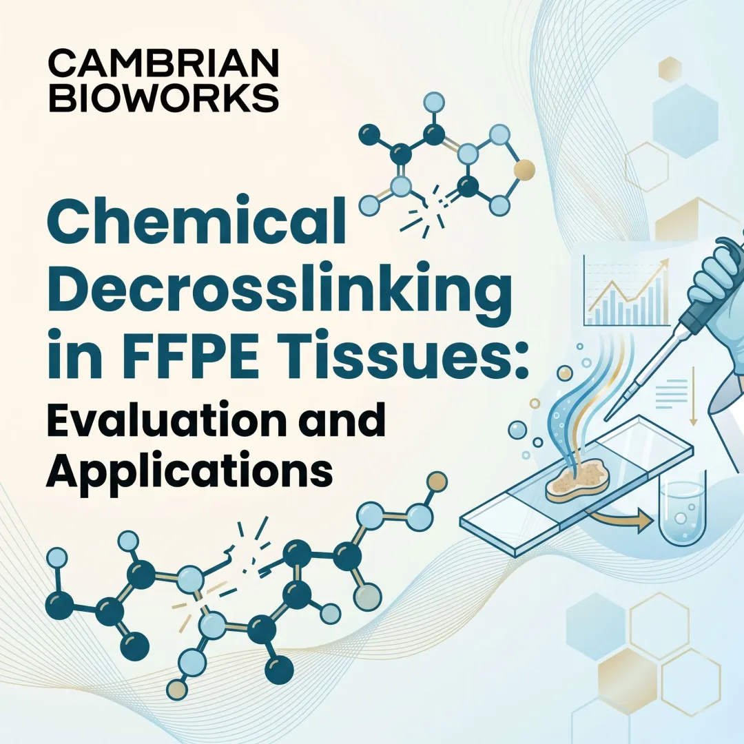Chemical Decrosslinking in FFPE Tissues: Evaluation and Applications