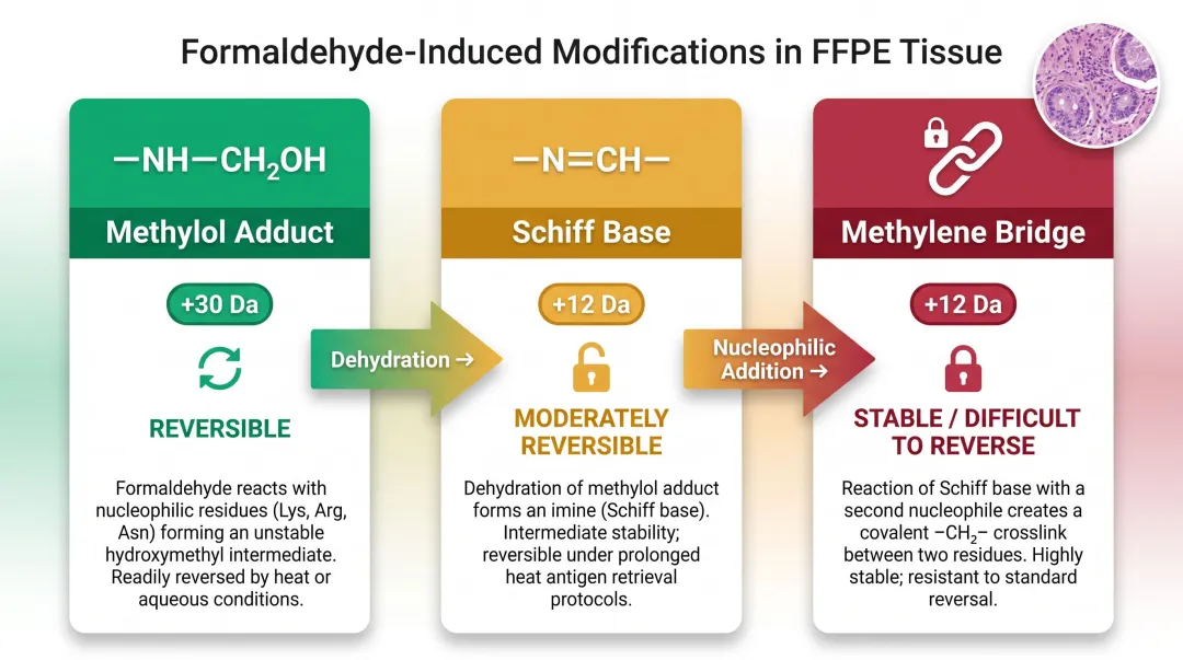 Three types of formaldehyde crosslink modifications in FFPE tissue comparison infographic