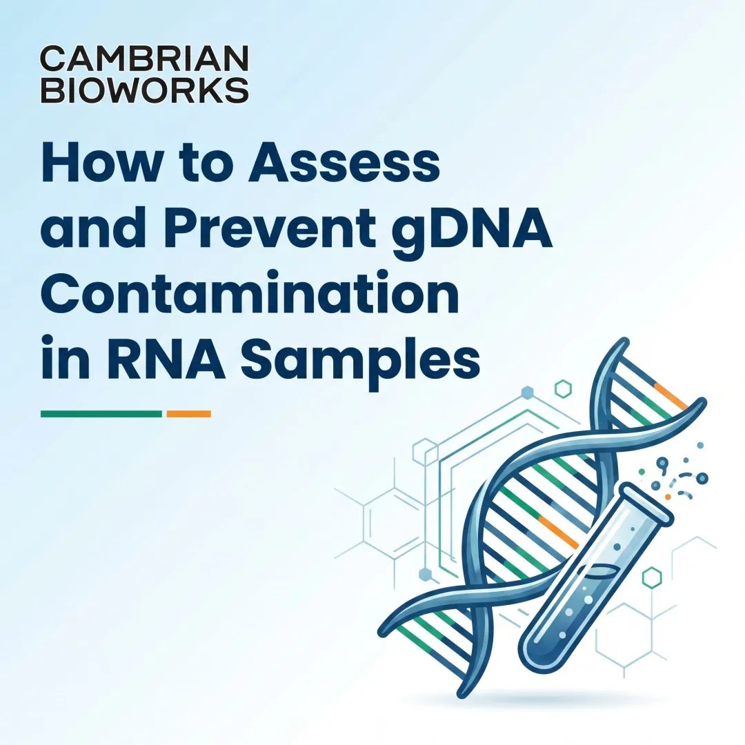 How to Assess and Prevent gDNA Contamination in RNA Samples