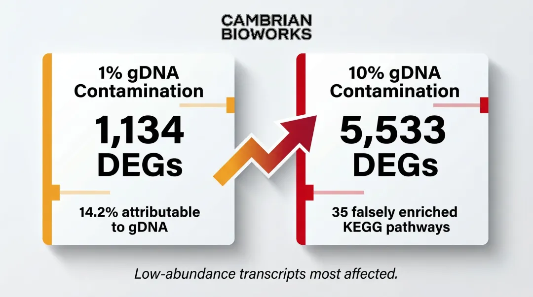 gDNA contamination impact showing false DEGs and spurious KEGG pathways at 1 and 10 percent