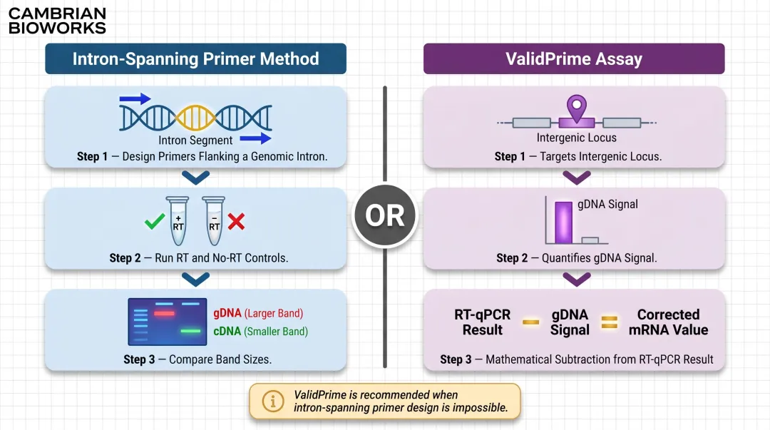 RT-PCR intron-spanning primer and ValidPrime gDNA detection method process flow diagram