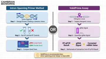 RT-PCR intron-spanning primer and ValidPrime gDNA detection method process flow diagram
