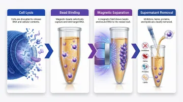 Magnetic bead RNA capture process flow from lysis to inhibitor removal steps