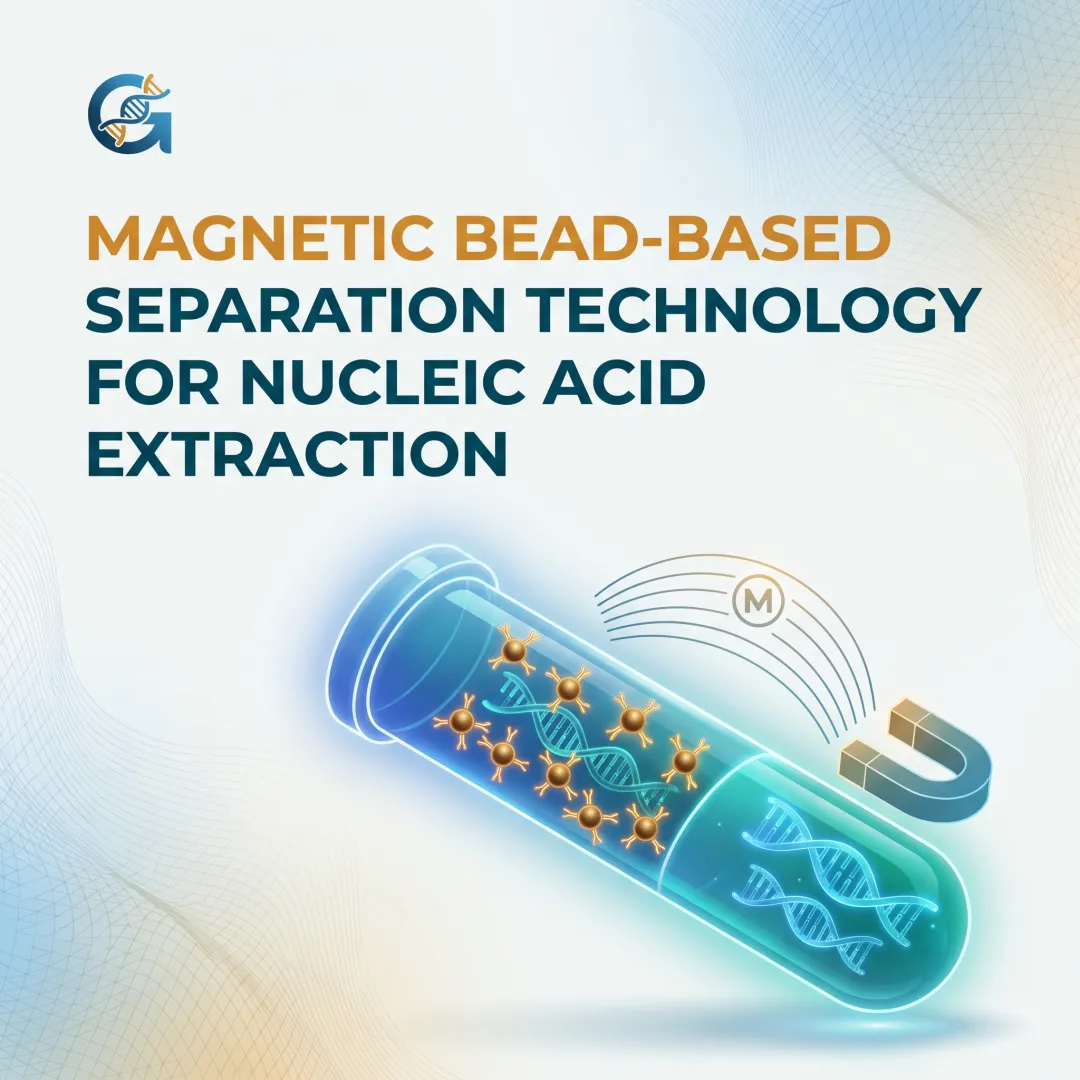 Magnetic Bead-Based Separation Technology for Nucleic Acid Extraction