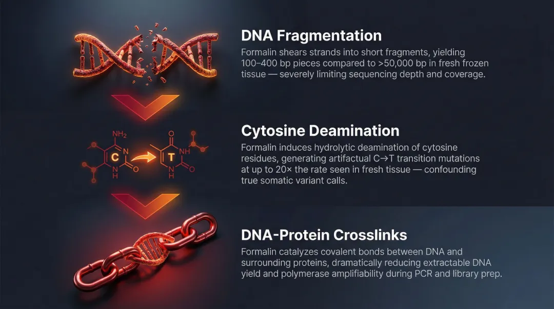 FFPE formalin fixation DNA damage mechanisms causing C-to-T sequencing artifacts infographic