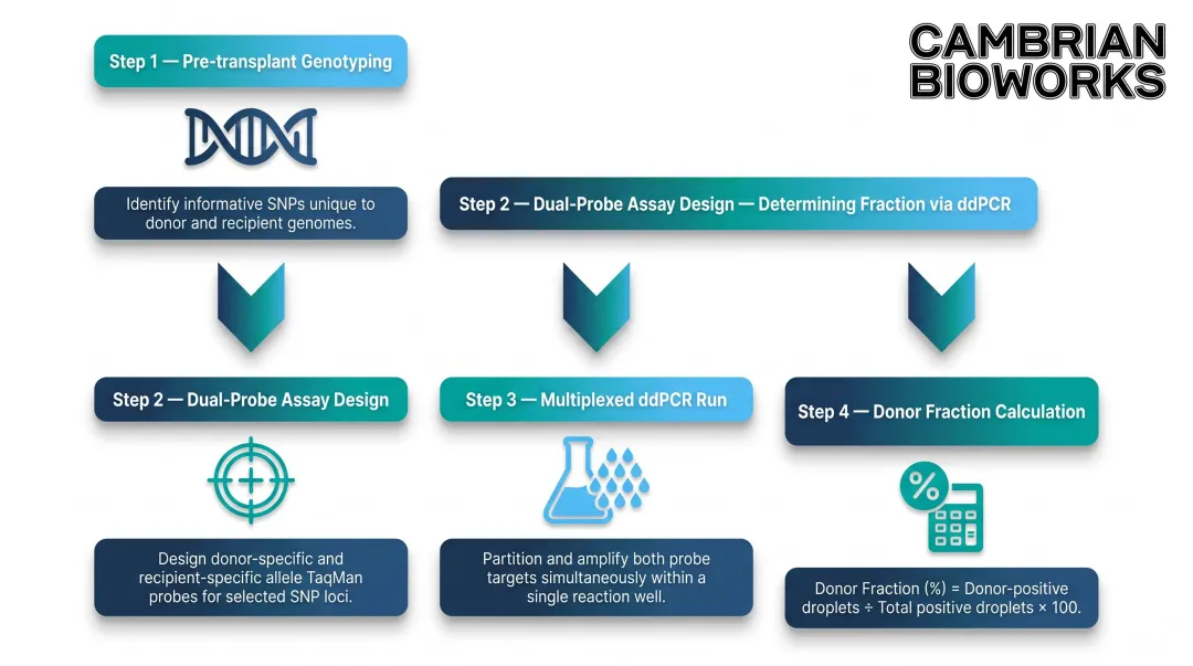 Four-step ddPCR donor fraction workflow from genotyping to calculation infographic