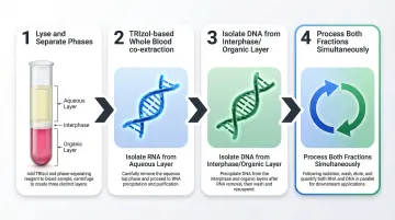 Four-stage TRIzol co-extraction protocol steps from lysis to simultaneous precipitation