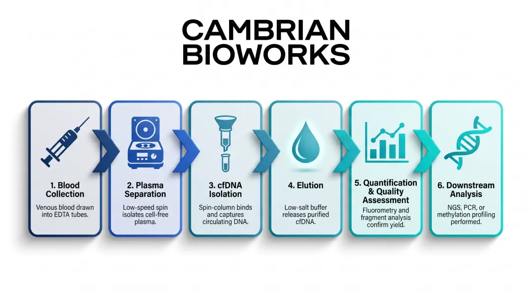 6-step cfDNA extraction workflow from blood collection to downstream analysis