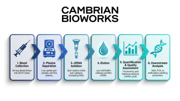 6-step cfDNA extraction workflow from blood collection to downstream analysis