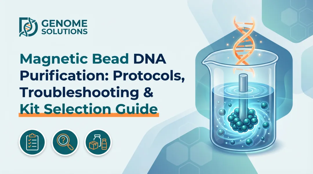 Magnetic Bead DNA Purification: Protocols, Troubleshooting & Kit Selection Guide