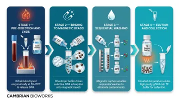 Four-stage automated genomic DNA extraction process flow from lysis to elution