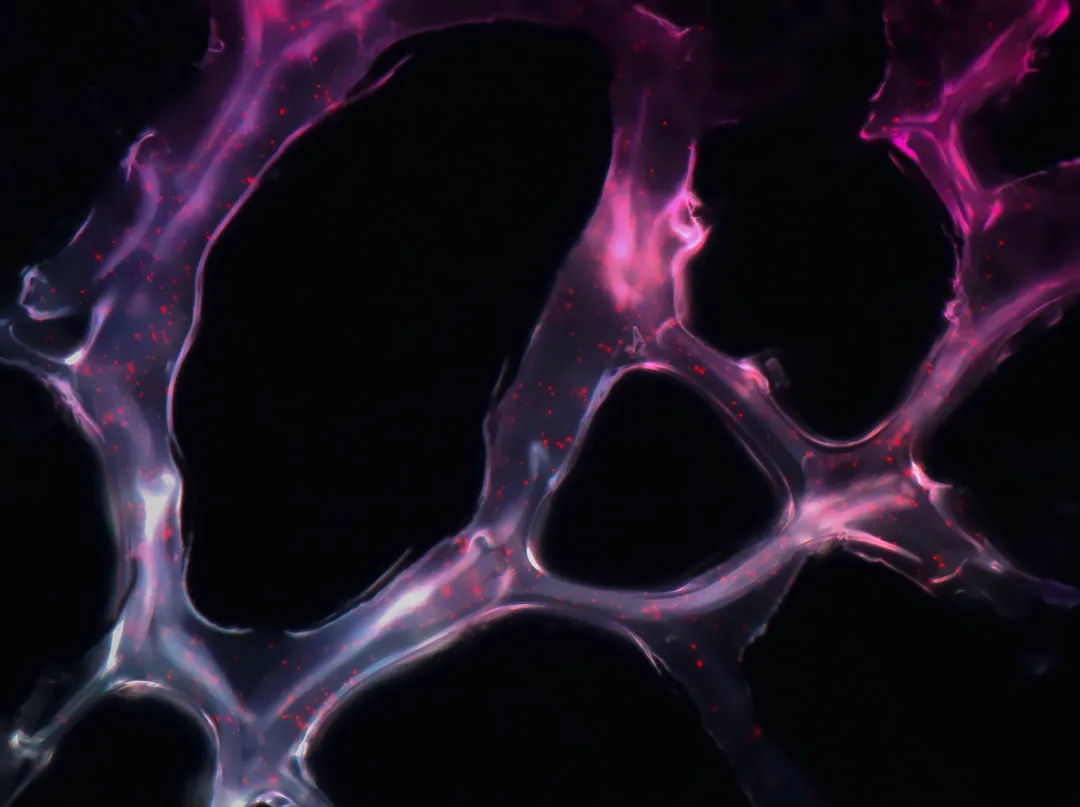 Oncology & Cancer Diagnostics