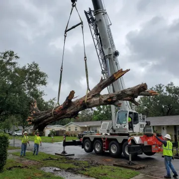 Crane lifting a fallen tree from a Tampa yard