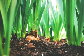 BioChar