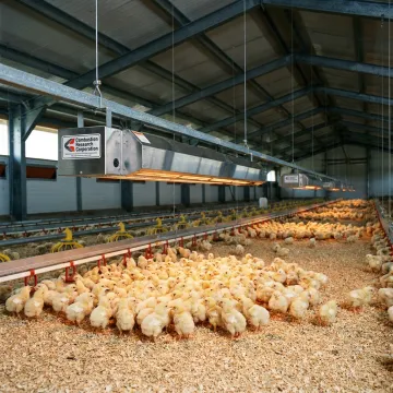 Infrared poultry house heaters warming brooder areas