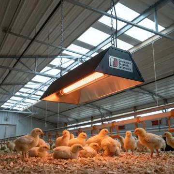 Poultry Brooding Facilities