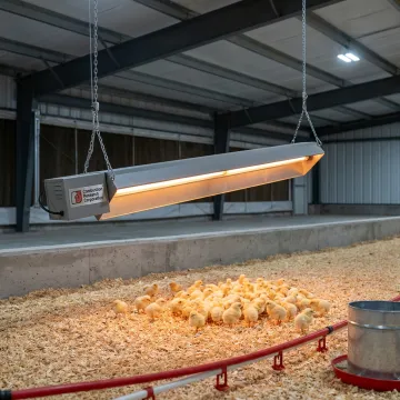 Poultry Brooding & Hatcheries