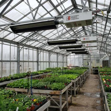 Infrared greenhouse heater above plant rows