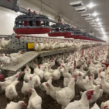 Poultry Heating: Solutions & Buyer's Guide