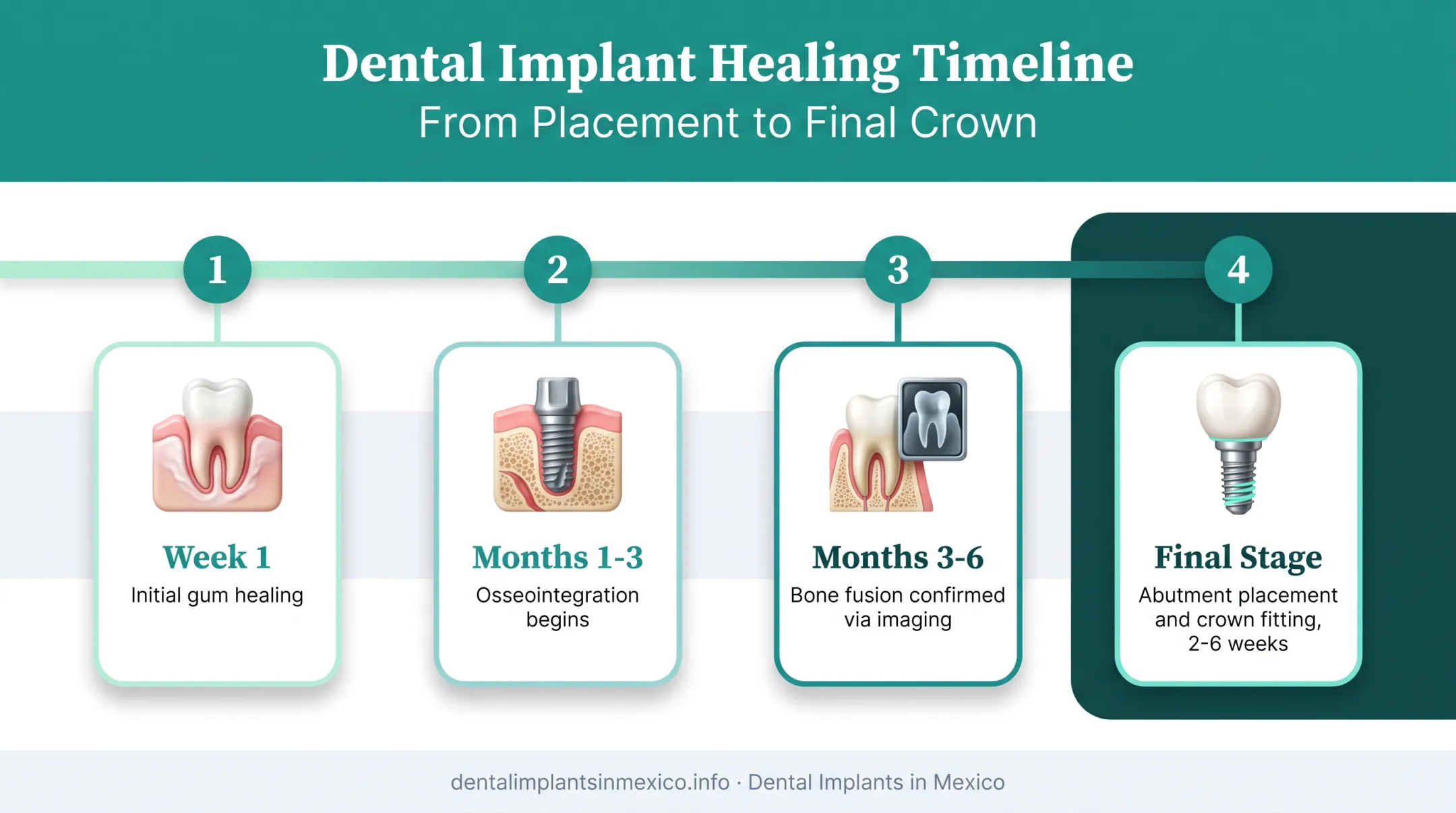 Osseointegration and final restoration healing stages week by week