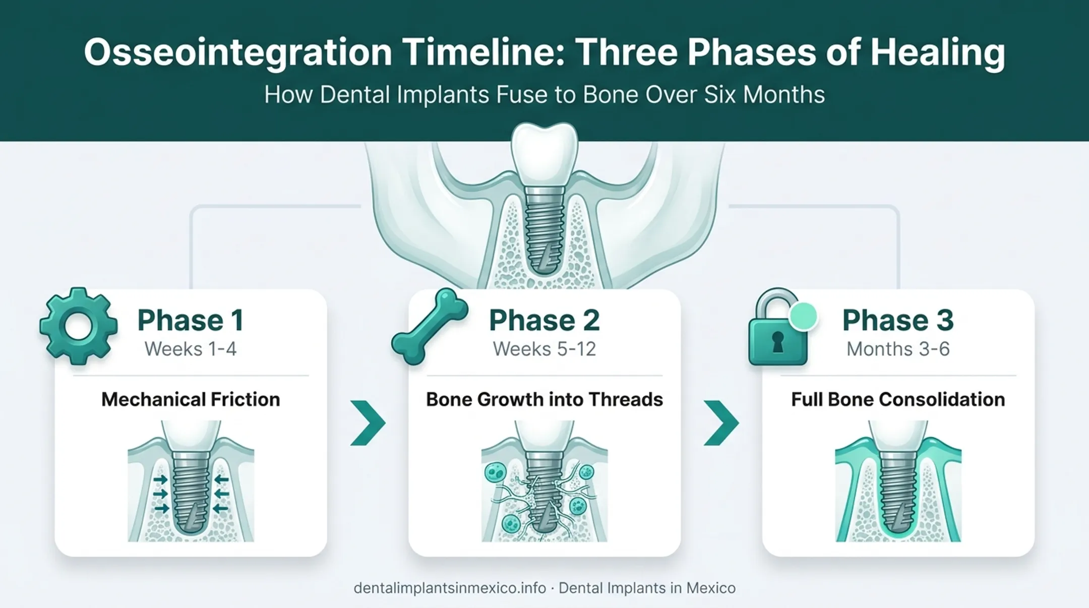 Three-phase osseointegration process from mechanical stability to bone fusion