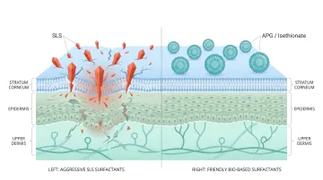 Cross-section skin barrier diagram showing surfactant mildness effect on stratum corneum