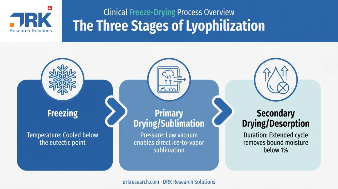 Three-stage freeze drying process from freezing to secondary drying