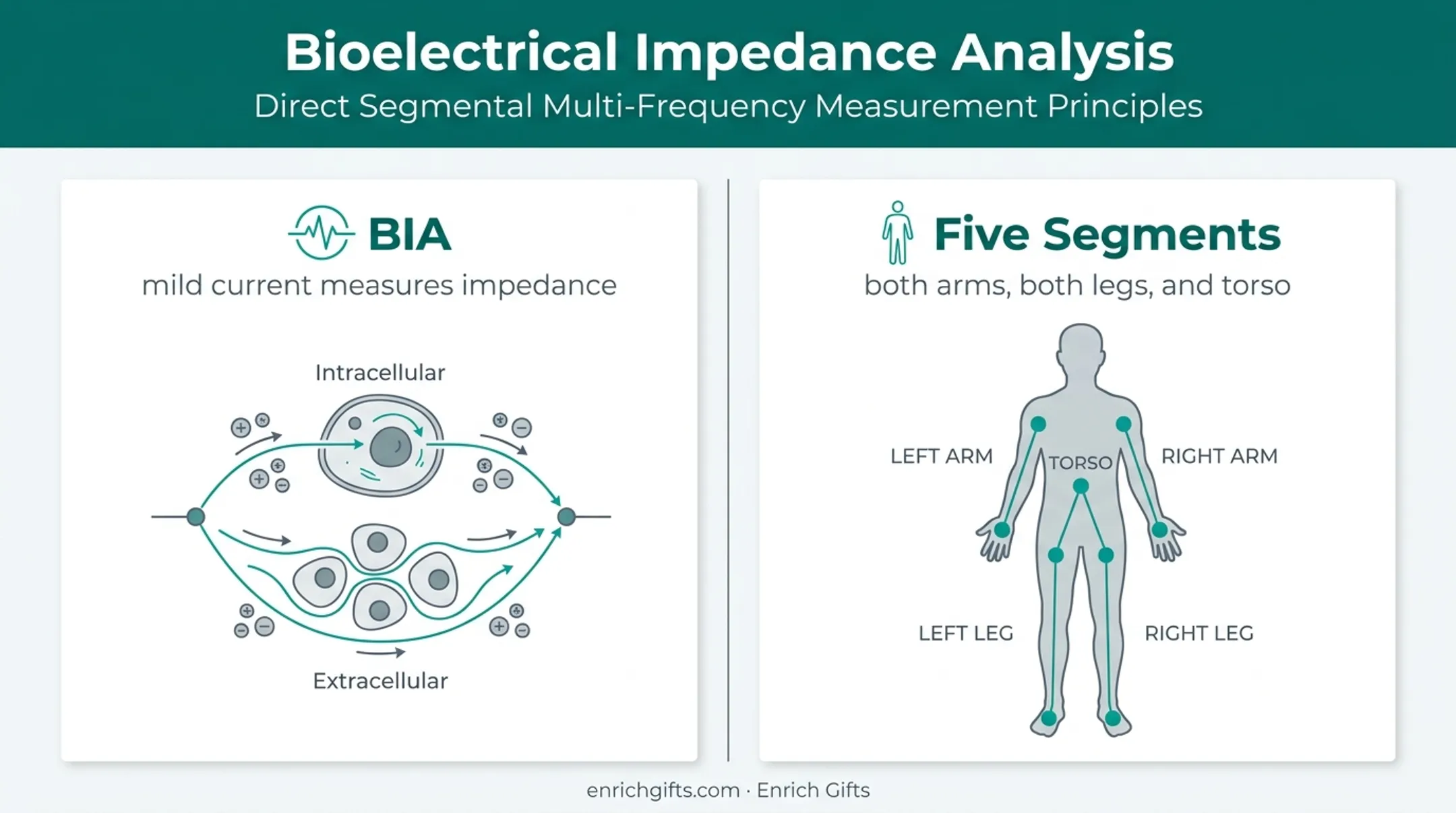 Bioelectrical impedance analysis and five body segment measurement diagram