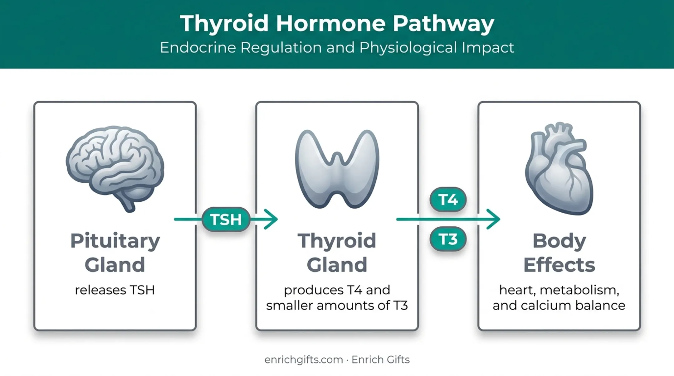 Thyroid hormone pathway from pituitary signals to body effects