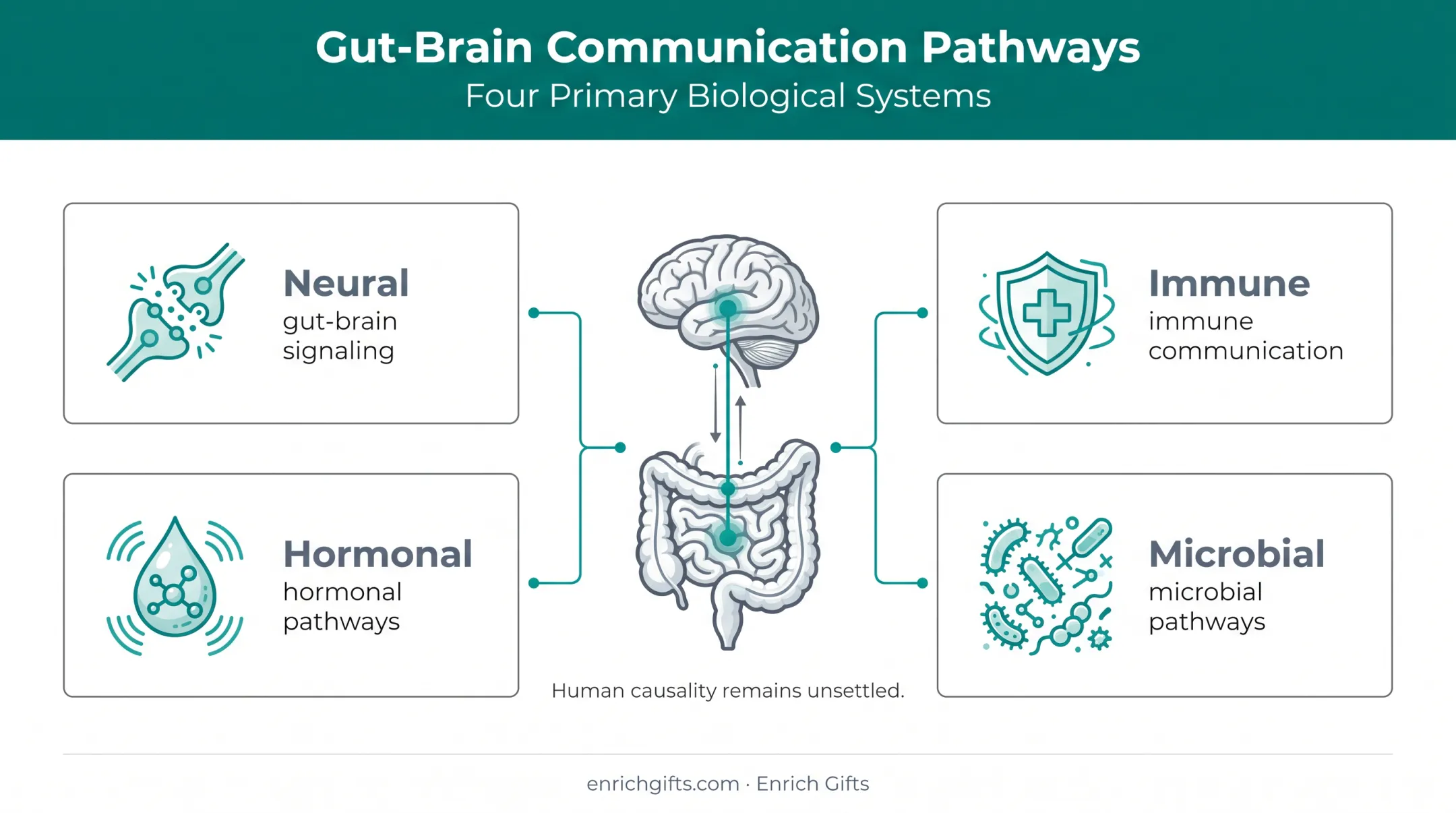 Gut brain connection pathways and limits of current anxiety research