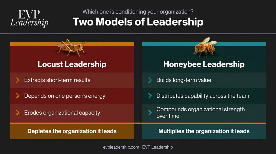 Honeybee versus locust leadership model side-by-side comparison infographic
