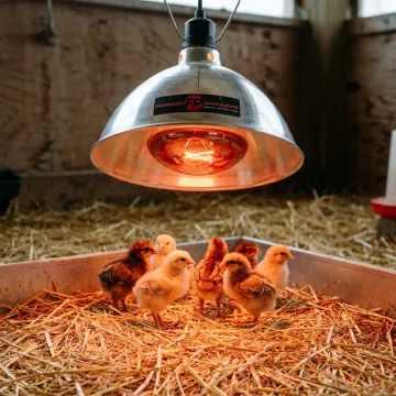 Poultry Farming & Brooding