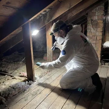 Technician inspecting attic mold in a residential home