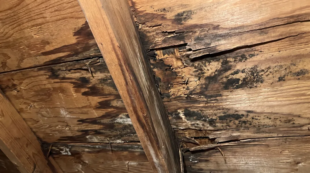 Water-damaged roof decking showing wood rot and mold growth
