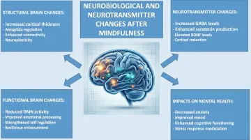 Brain scan showing gray matter density changes from mindfulness meditation practice