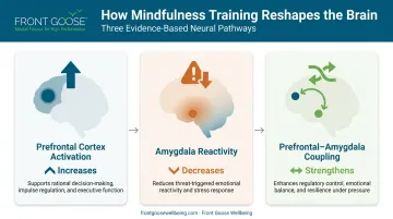 Mindfulness neuroplasticity brain changes prefrontal cortex amygdala coupling diagram